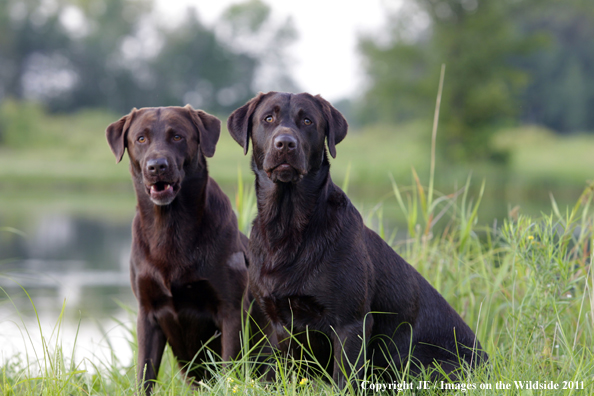 Chocolate Labrador Retrievers.