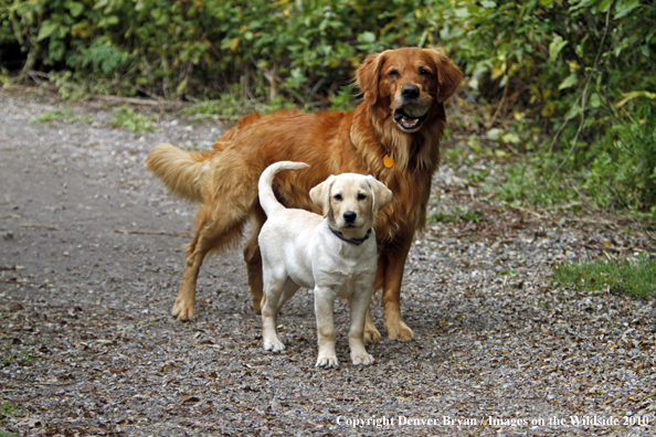 Yellow Labrador Retriever Puppy and Golden Retriever playing