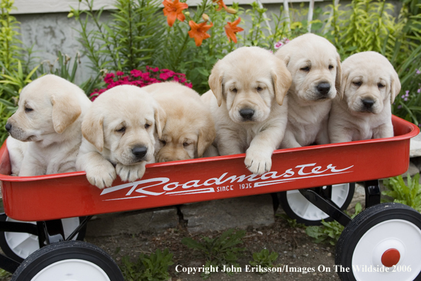 Yellow Labrador Retriever puppies.