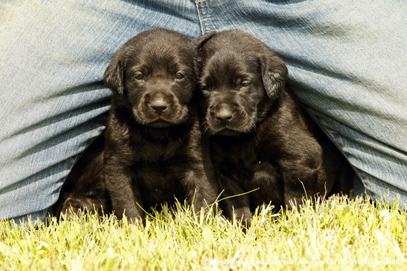 Black Labrador Retriever pups