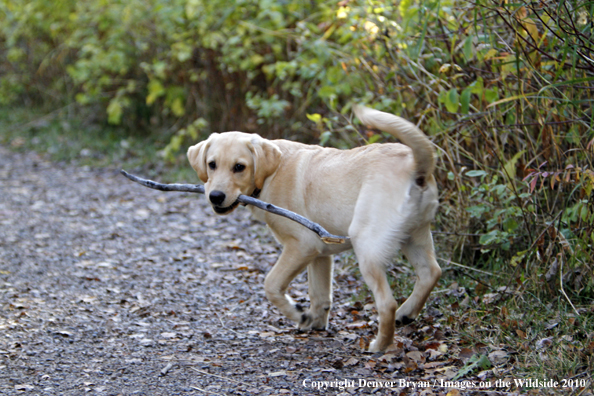 Yellow Labrador Retriever puppy