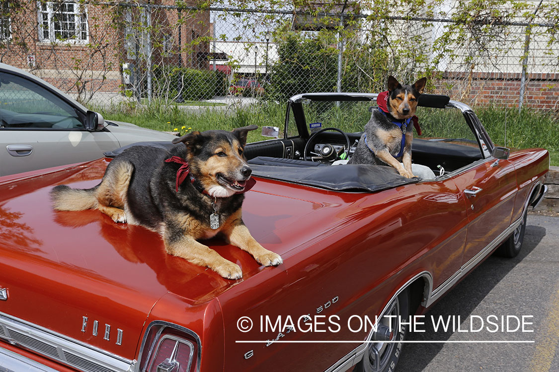 Blue Heelers/Australian Cattle Dogs in car.