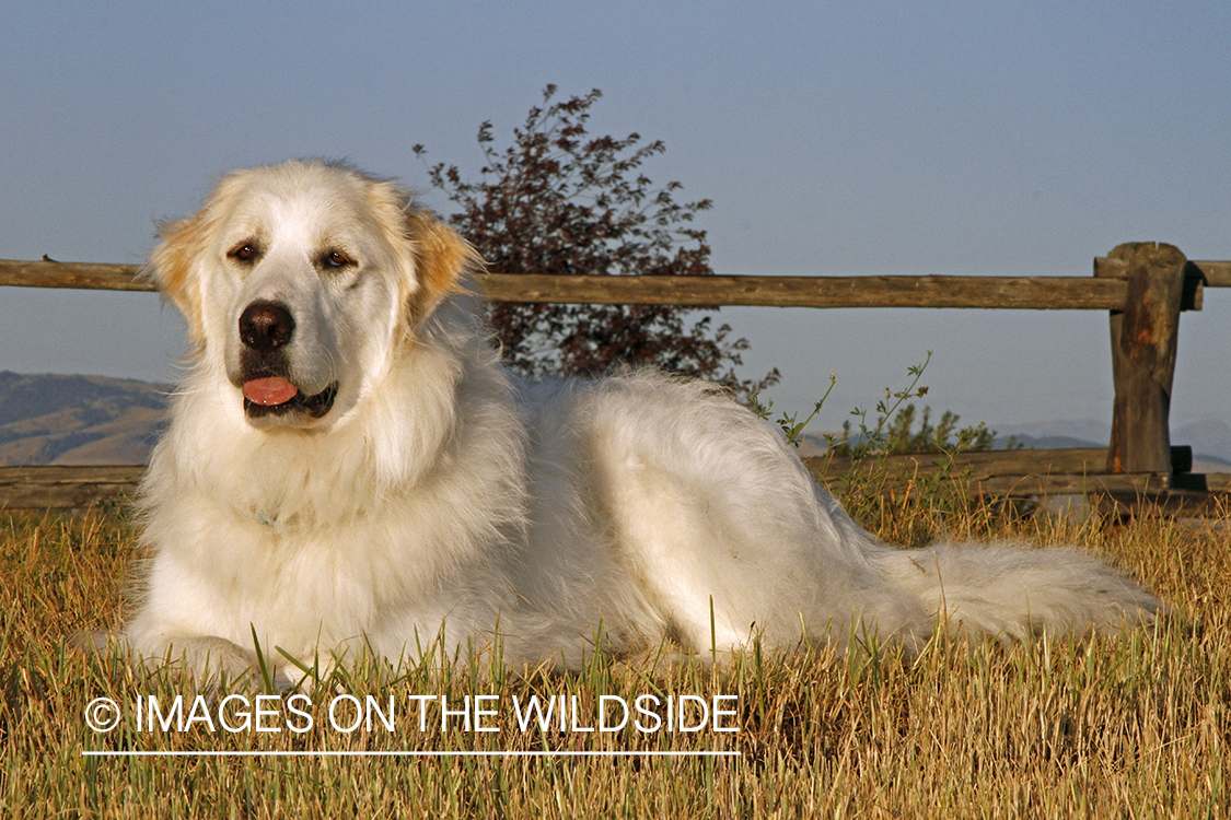 Great Pyrenees