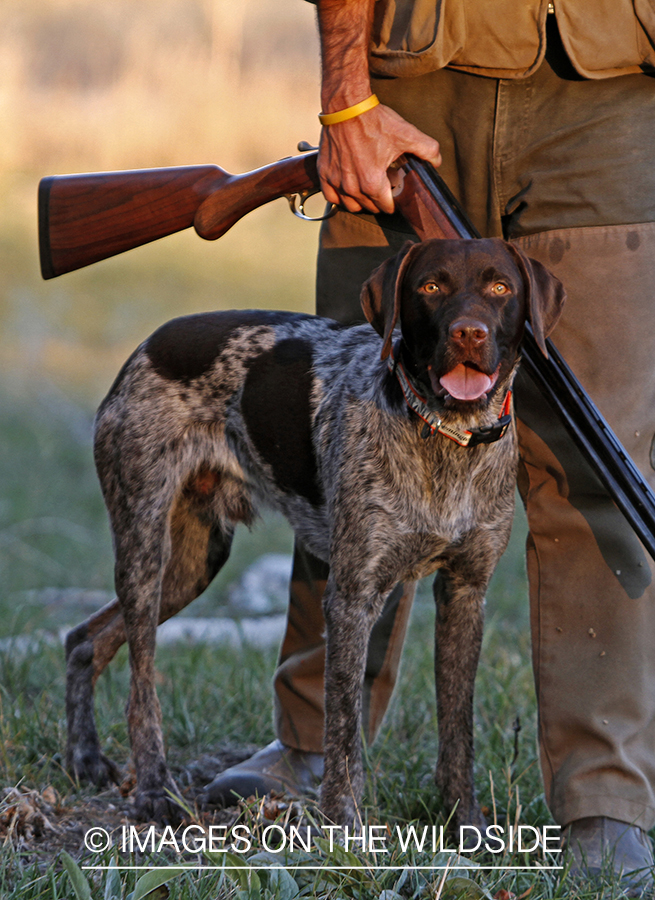 Griffon Pointer in field.