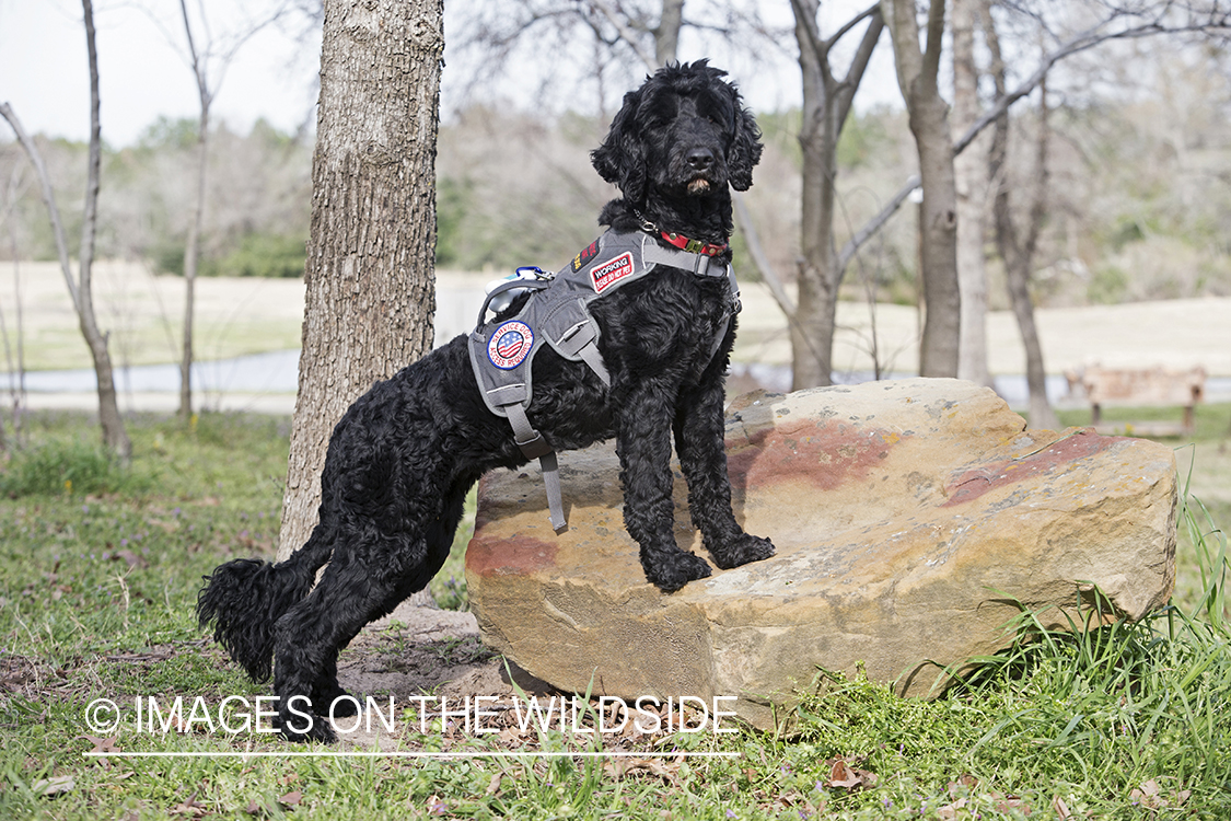 Portuguese Water Dog