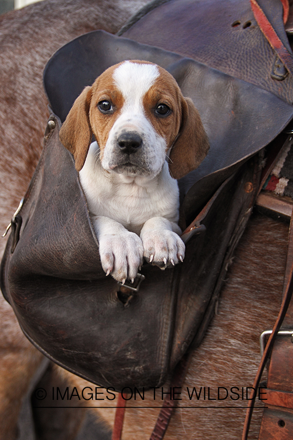 Treeing Walker Hound Puppies in saddle bag.