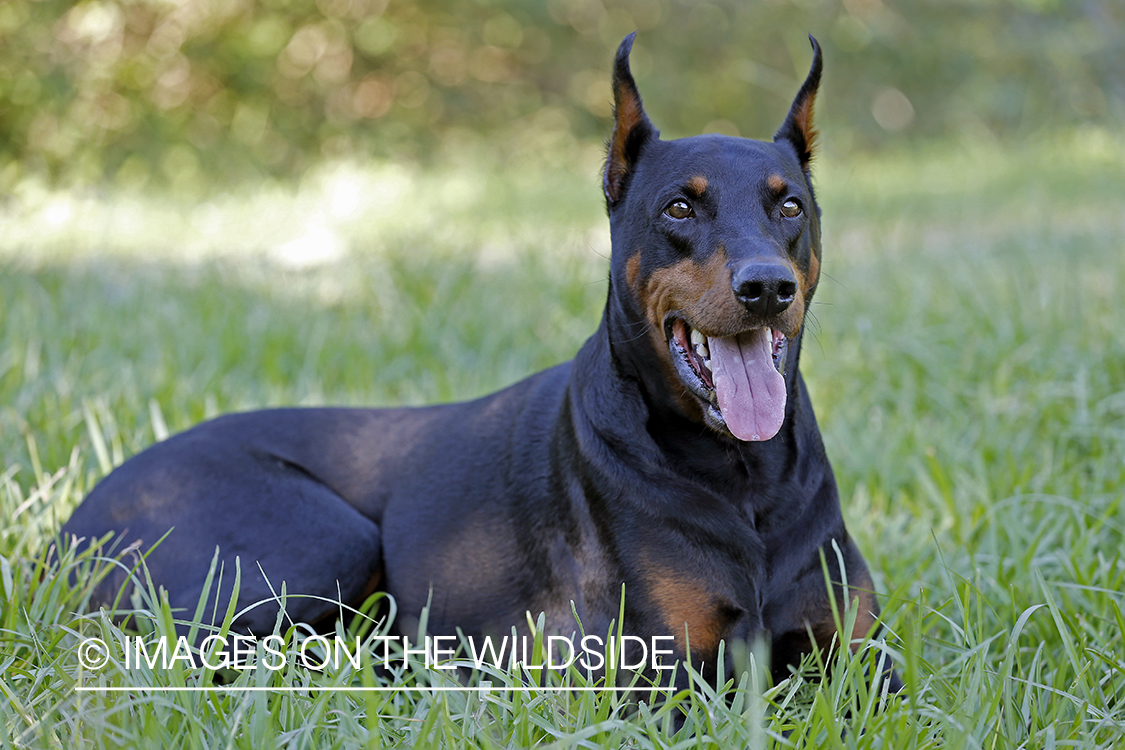 Doberman Pinscher laying in grass.