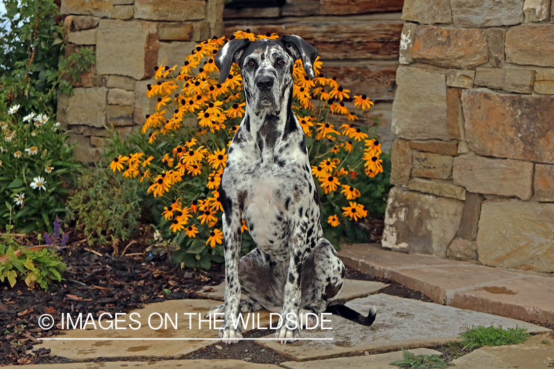 Great Dane sitting on stones by flowers.