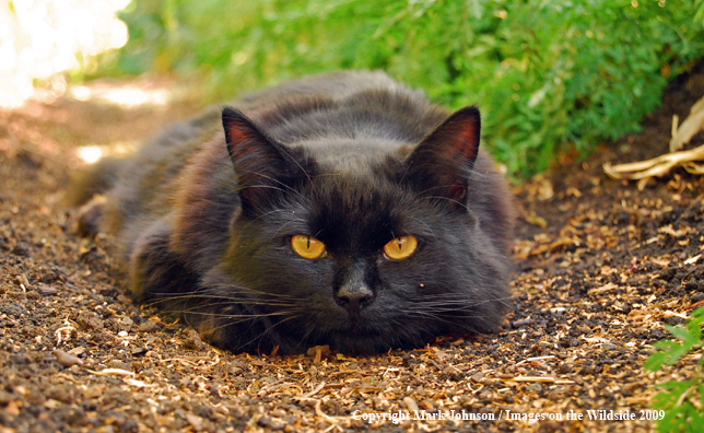 House cat in yard