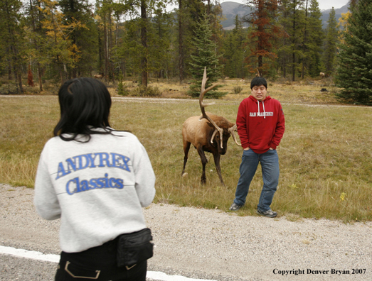 Tourist photographing another tourist while bull elk charges