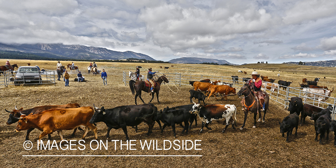 Coyboys and cowgirls herding cattle to be branded.