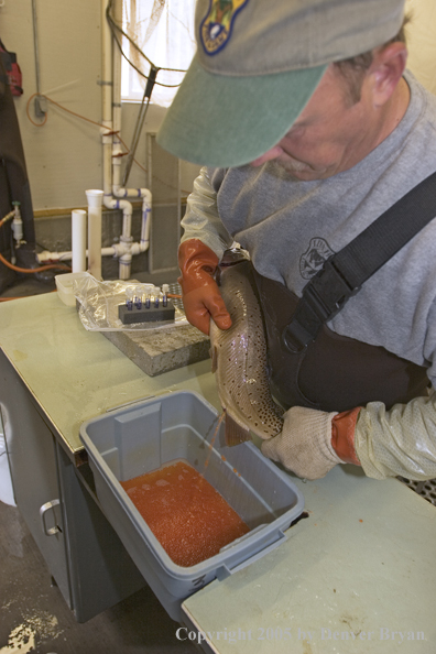 Biologist milking eggs from cutthroat trout.