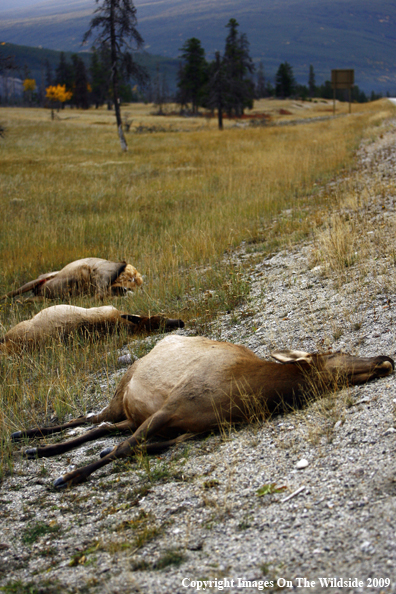 Traffic Accident with Elk