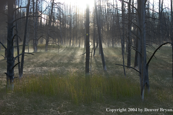 Yellowstone Landscape.