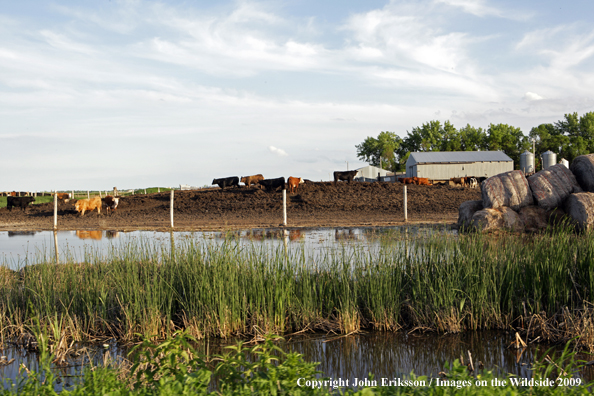 Feedlot near National Wildlife Refuge