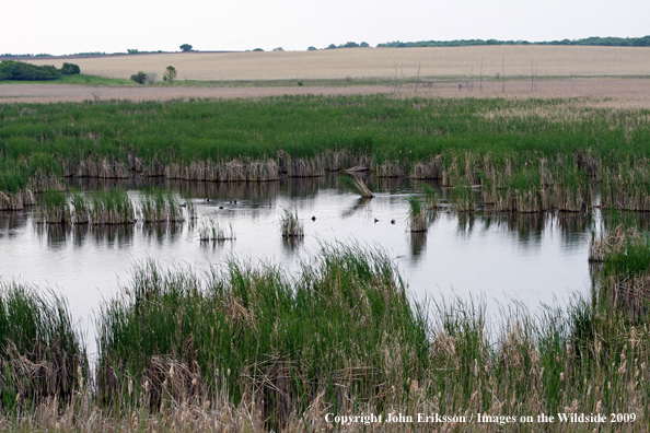 Wetlands on National Wildlife Refuge