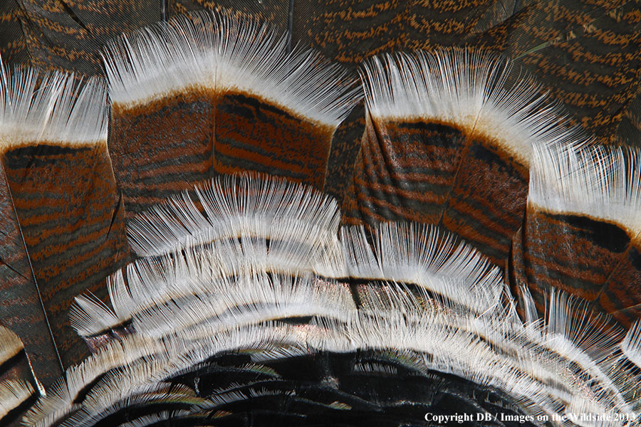 Merriam Turkey feathers.