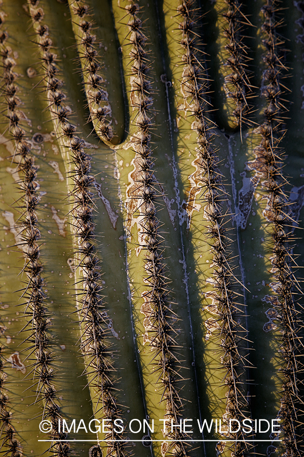 Arizona cactus