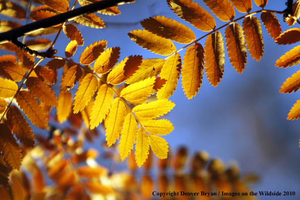 Autumn Vegetation