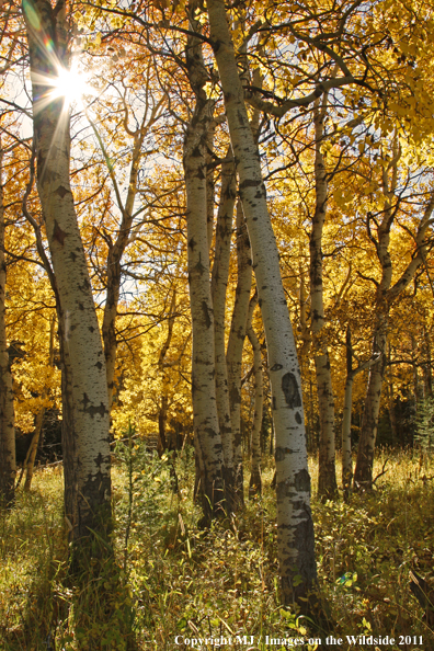 Aspen trees in the fall. 