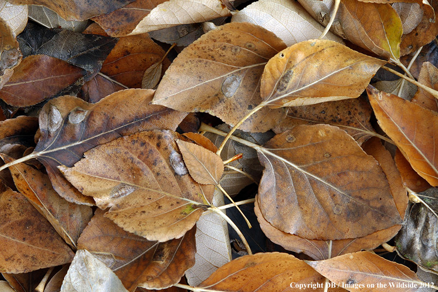 Cottonwood leaves on ground in fall.