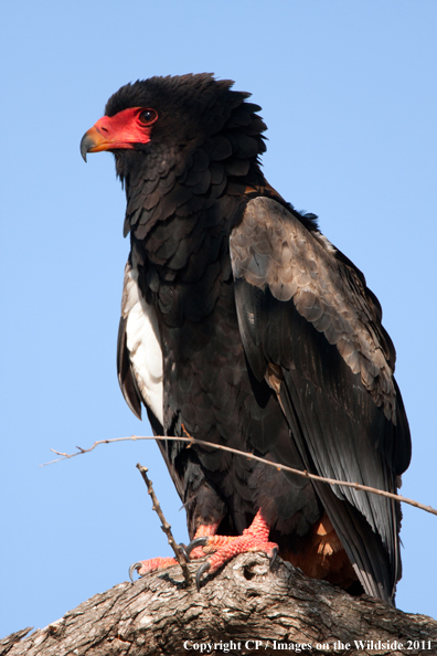 Bateleur Eagle in tree. 