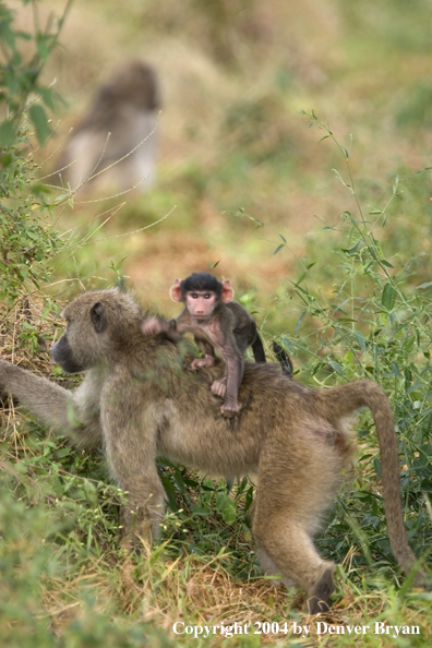 Chacma Baboon with young.  Africa