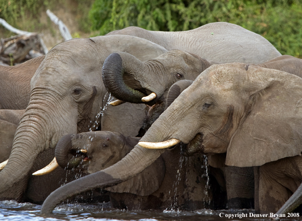 African Elephants at watering hole