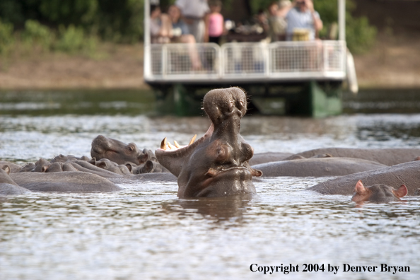 Hippo displaying.