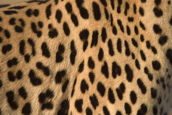 Close-up of leopard spots