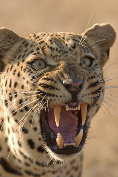 Leopard snarling (portrait). Africa