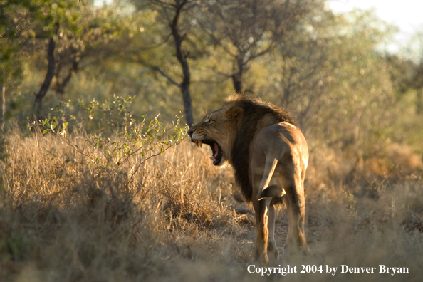 Male African lion roaring. Africa