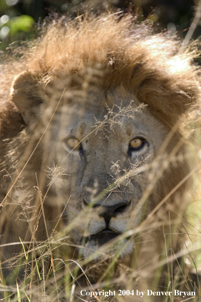 Male African lion in the bush.