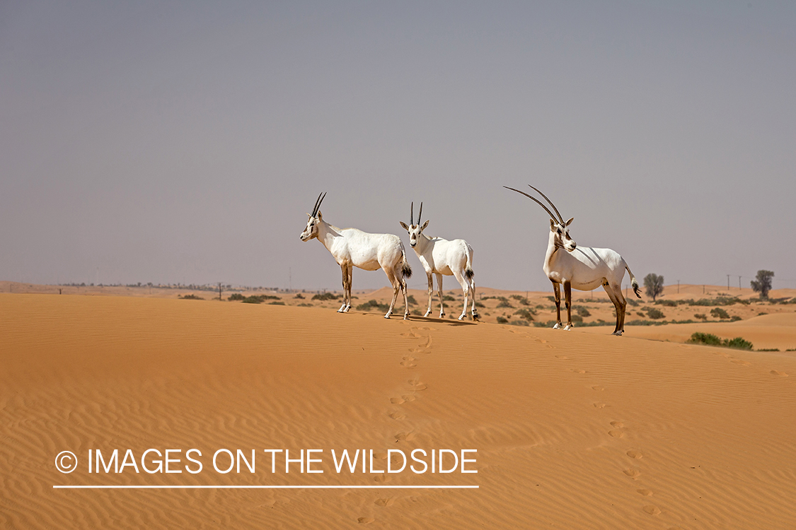 Arabian Oryx on sand dunes.