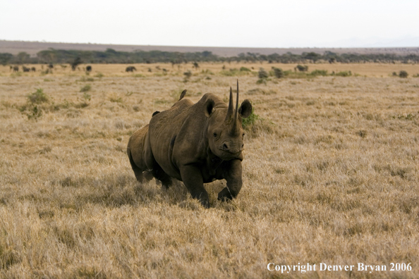 Black rhino in Africa.