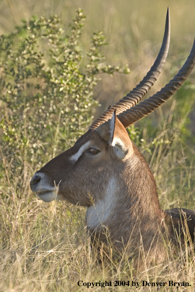 Common Waterbuck bedded down.