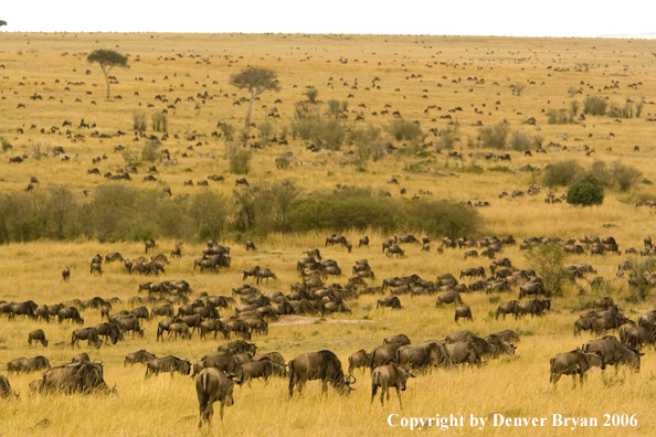 Wildebeast Migration Africa