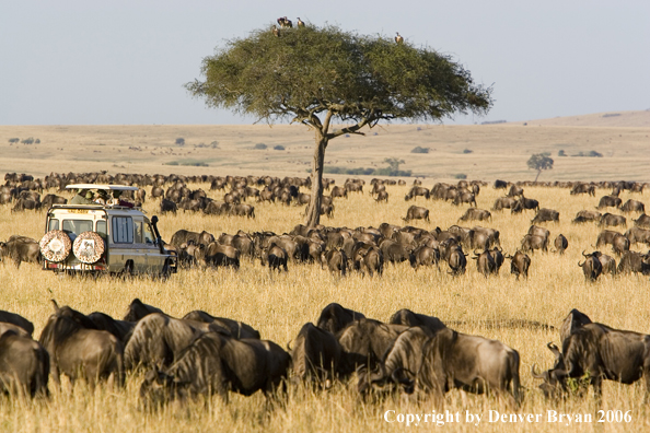 Wildebeast Migration Africa