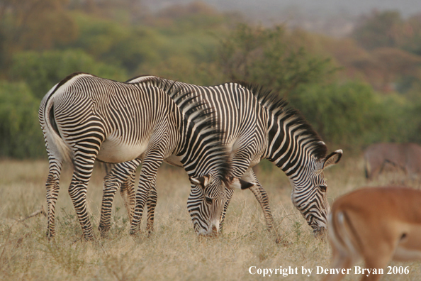 Grevy's Zebra