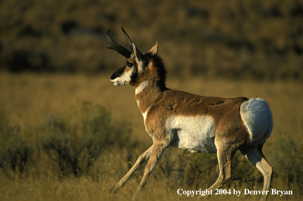 Pronghorn antelope in habitat