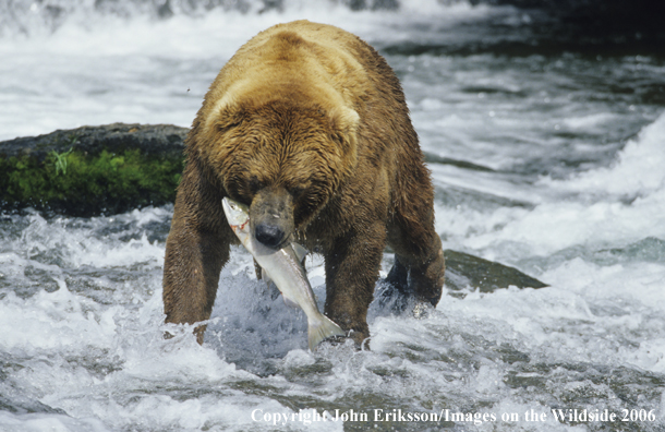 Brown bear catching salmon in habitat. 