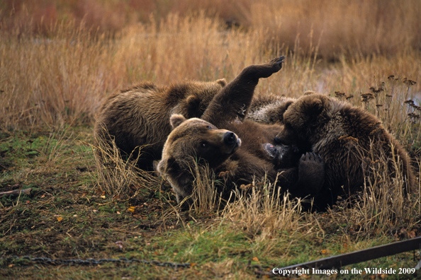 Brown Bear nursing cubs