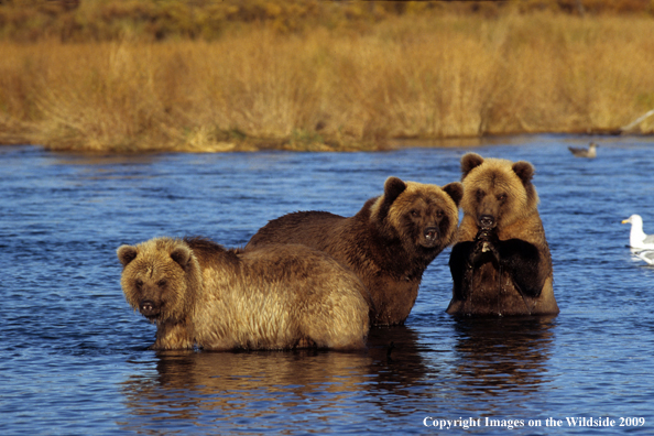 Brown Bear cubs in habitat