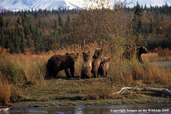 Brown Bear in habitat with cubs