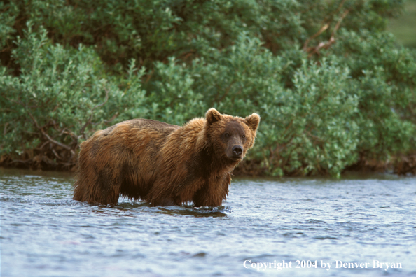 Brown Bear in river