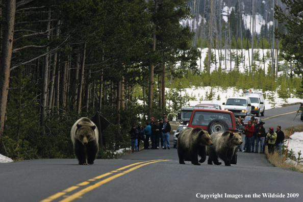 Grizzlies on road