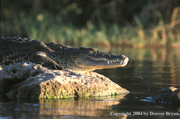 Crocodile on the Zambezi River.