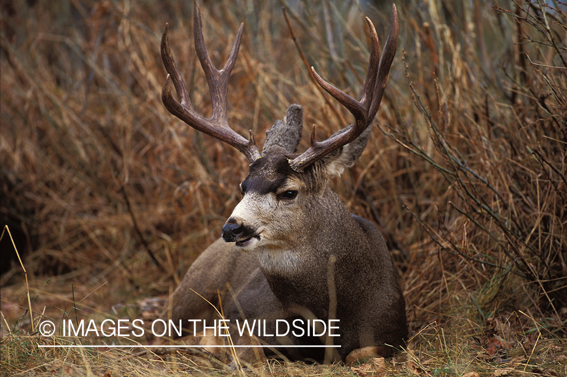 Mule deer bedded down in forest.
