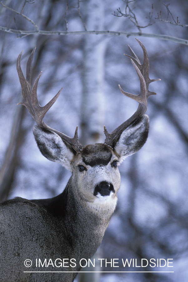 Mule deer in winter.