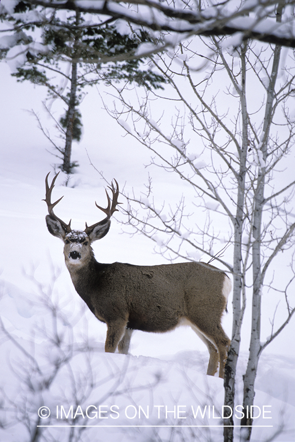 Mule deer in winter.